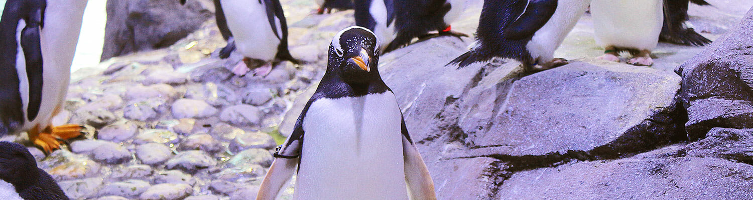 Gentoo Penguin - Polk Penguin Conservation Center
