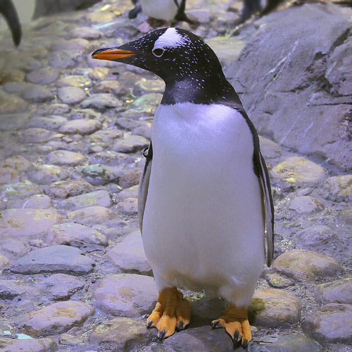 Detroit Zoo - Gentoo Penguin