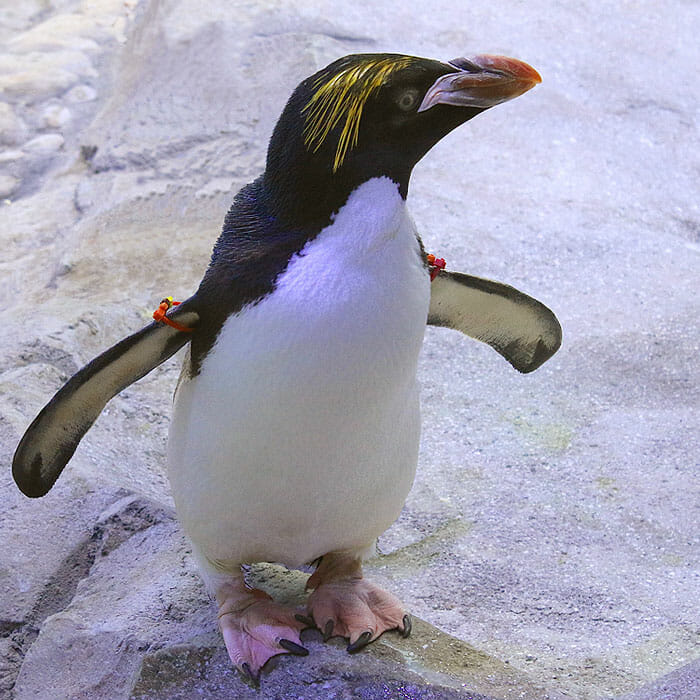 Detroit Zoo - Macaroni Penguin