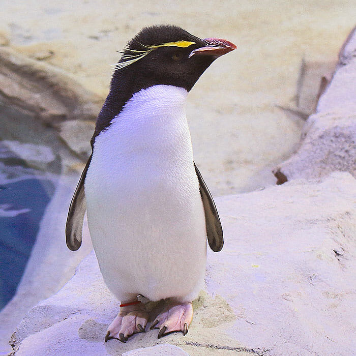 Detroit Zoo - Rockhopper Penguin