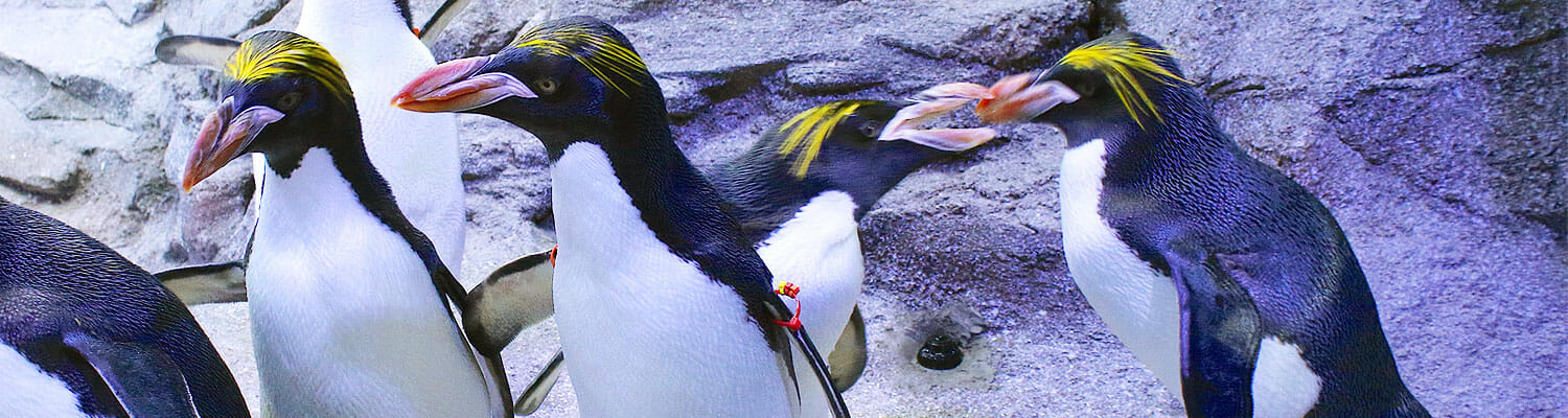 Rockhoper Penguins - Detroit Zoo