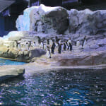 Penguin Habitat - Polk Penguin Conservation Center