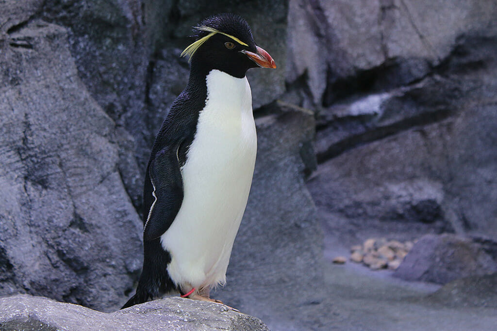 Rockhopper Penguin - Polk Penguin Conservation Center